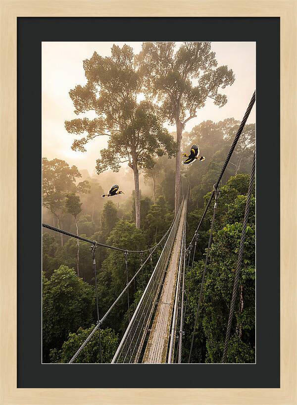 Ulu Temburong Canopy Walkway