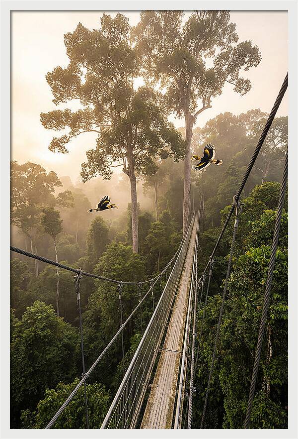 Ulu Temburong Canopy Walkway