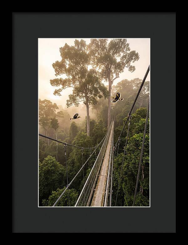 Ulu Temburong Canopy Walkway