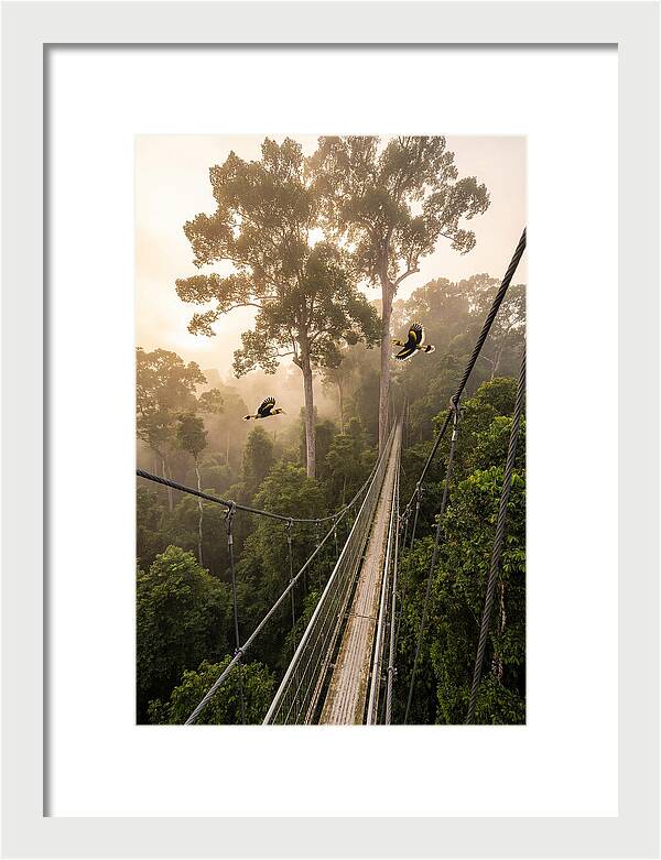 Ulu Temburong Canopy Walkway