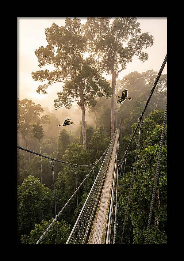 Ulu Temburong Canopy Walkway