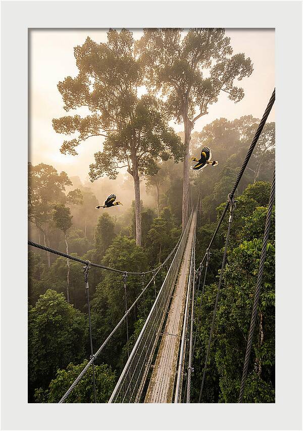 Ulu Temburong Canopy Walkway