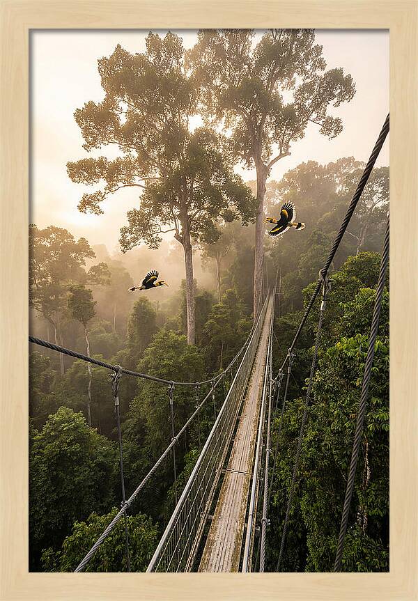 Ulu Temburong Canopy Walkway