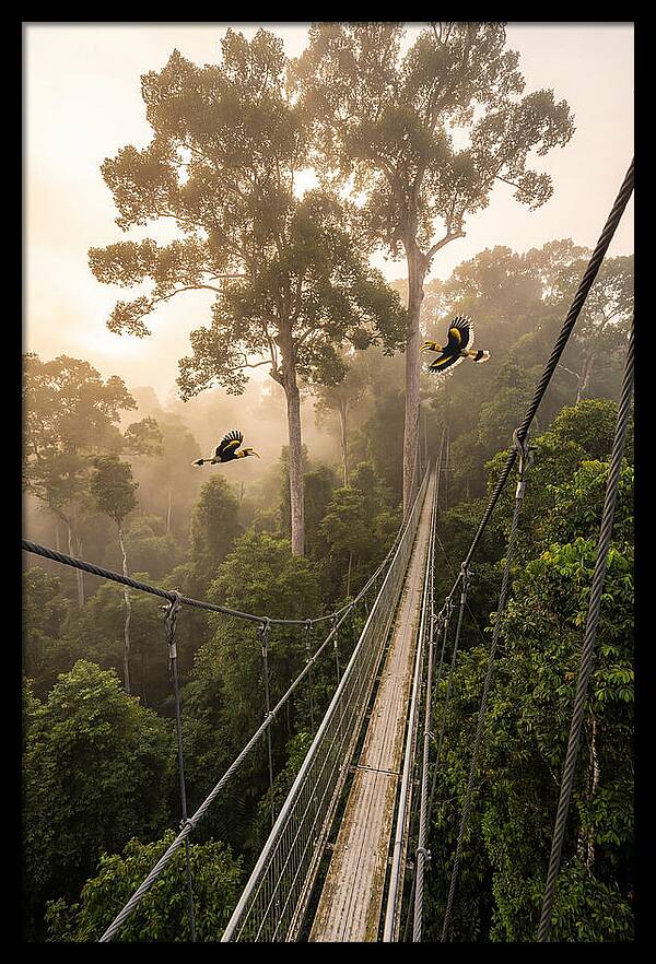 Ulu Temburong Canopy Walkway