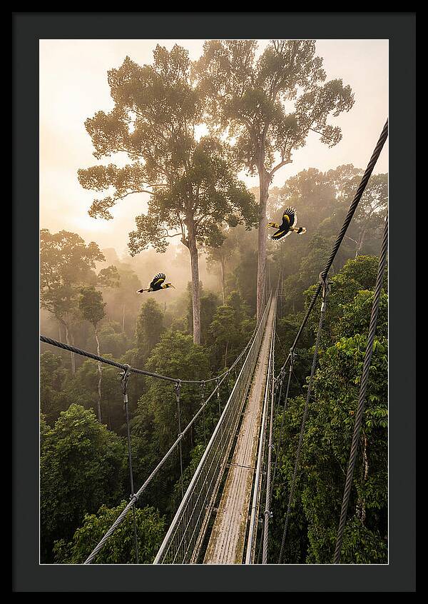 Ulu Temburong Canopy Walkway
