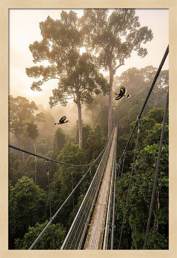 Ulu Temburong Canopy Walkway
