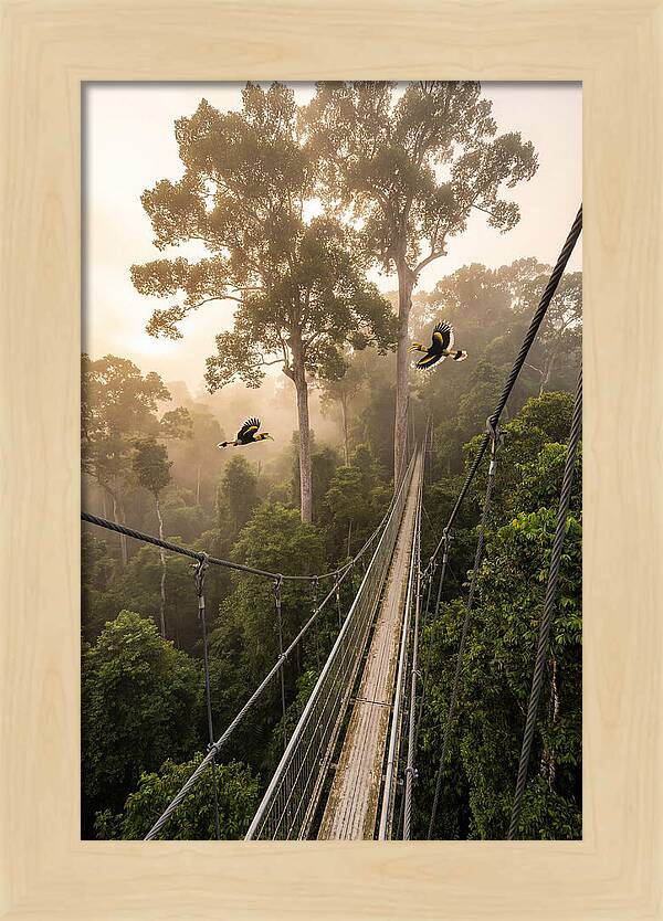 Ulu Temburong Canopy Walkway