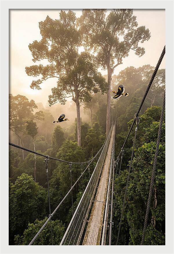 Ulu Temburong Canopy Walkway