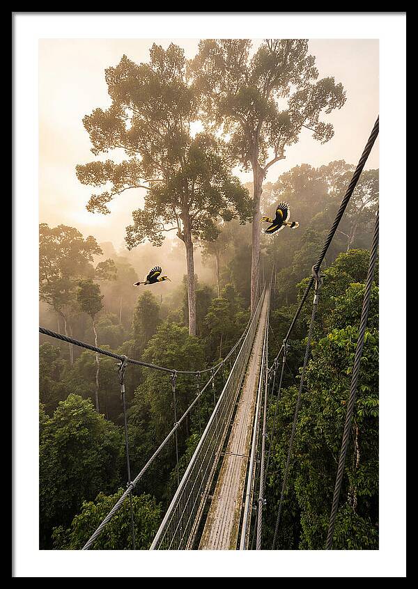 Ulu Temburong Canopy Walkway