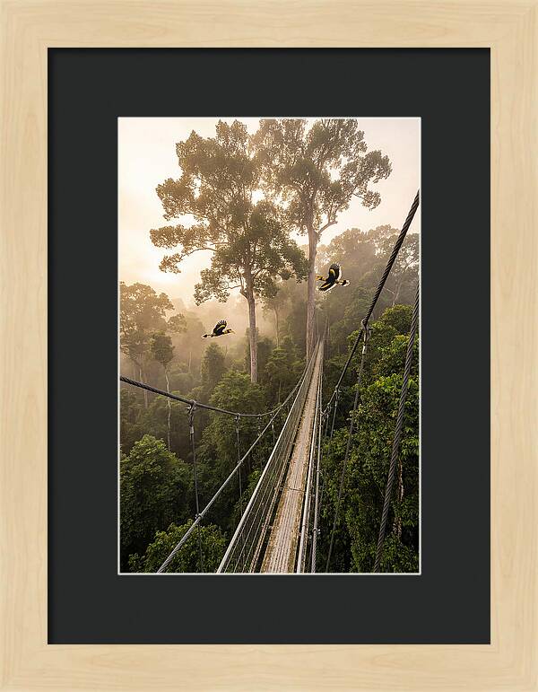 Ulu Temburong Canopy Walkway