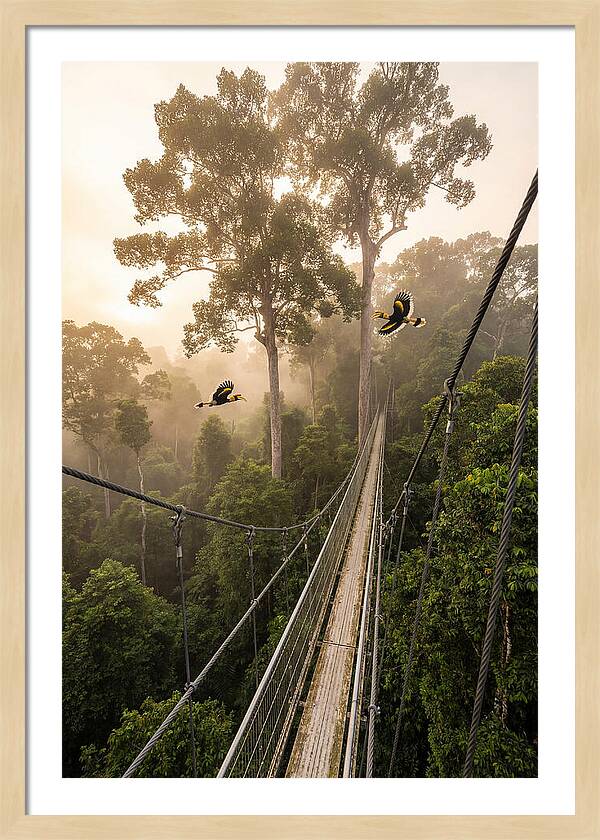 Ulu Temburong Canopy Walkway