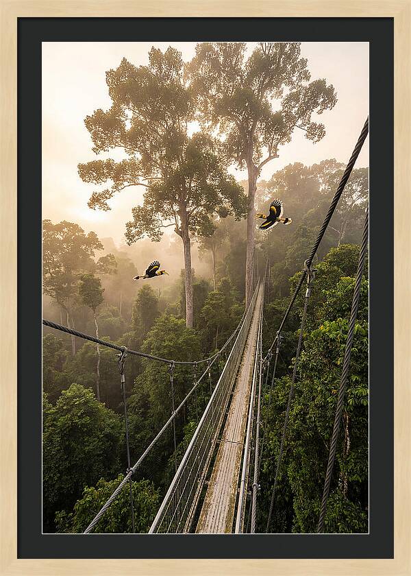 Ulu Temburong Canopy Walkway