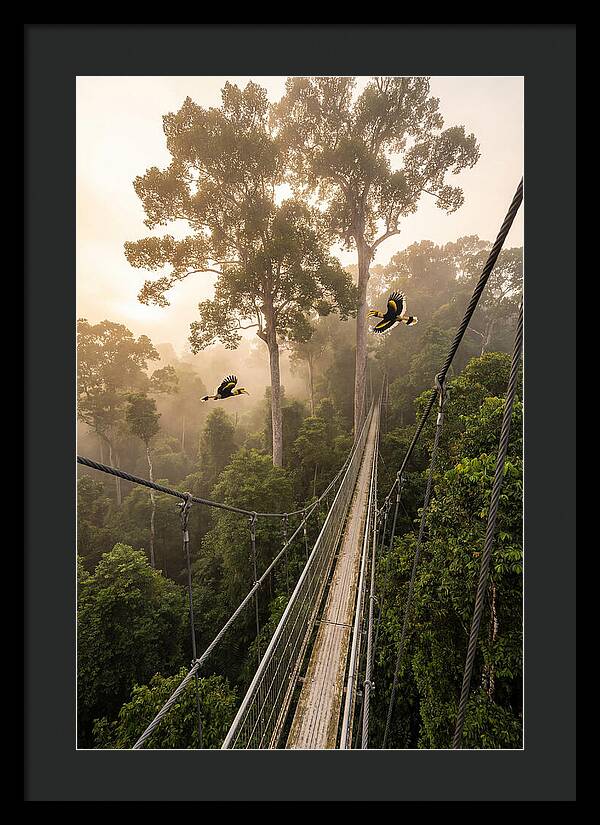 Ulu Temburong Canopy Walkway