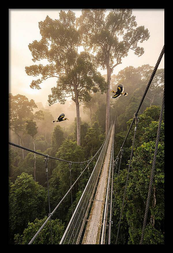 Ulu Temburong Canopy Walkway