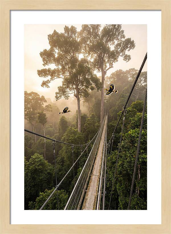 Ulu Temburong Canopy Walkway