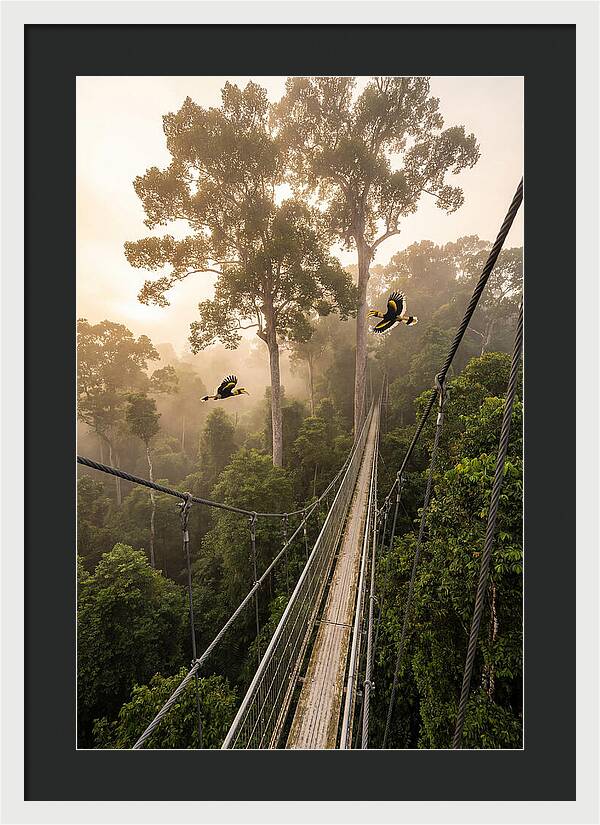 Ulu Temburong Canopy Walkway
