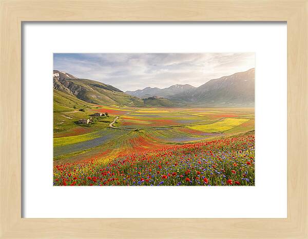 Umbrian Valley In Bloom
