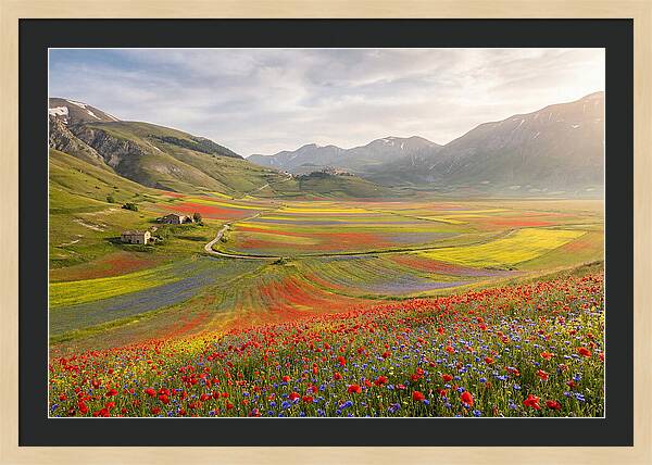 Umbrian Valley In Bloom