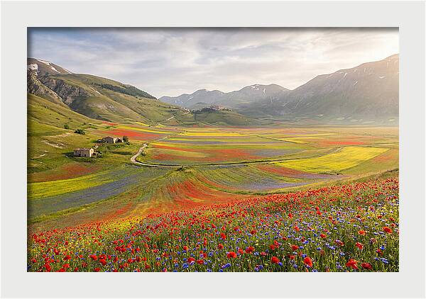Umbrian Valley In Bloom