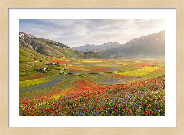 Umbrian Valley In Bloom