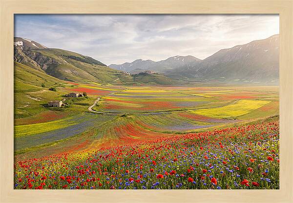 Umbrian Valley In Bloom