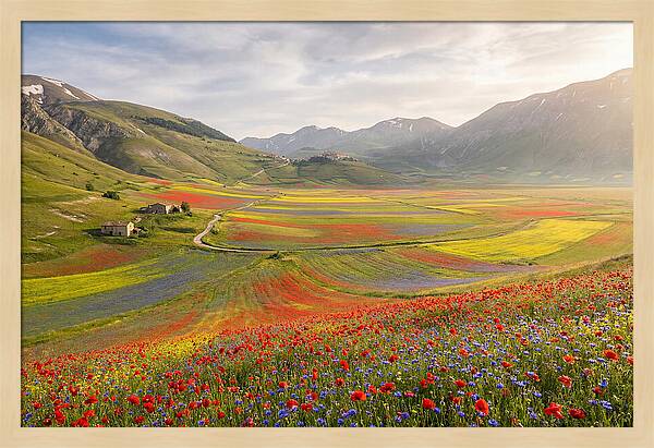 Umbrian Valley In Bloom