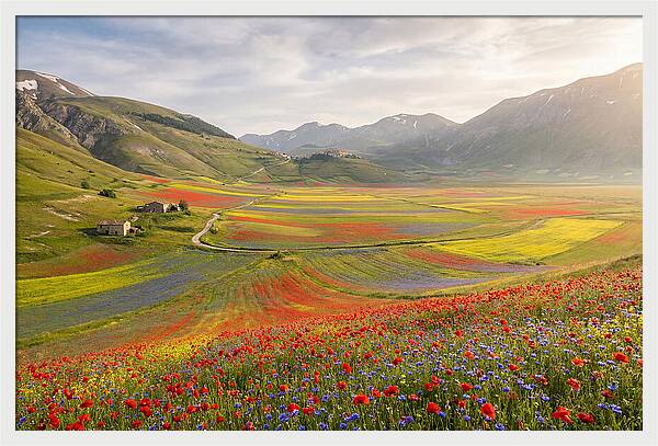 Umbrian Valley In Bloom