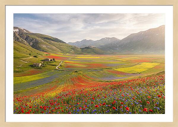 Umbrian Valley In Bloom