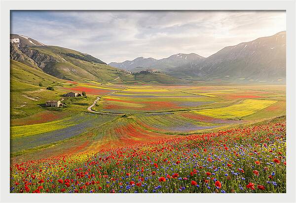 Umbrian Valley In Bloom