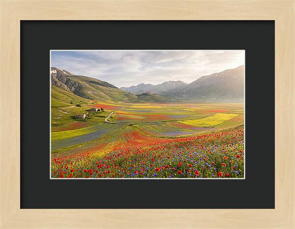 Umbrian Valley In Bloom