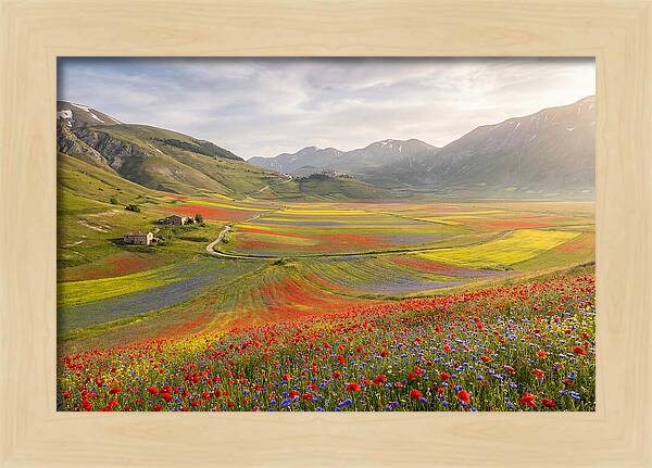 Umbrian Valley In Bloom