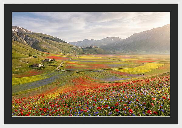 Umbrian Valley In Bloom