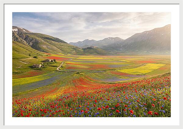 Umbrian Valley In Bloom