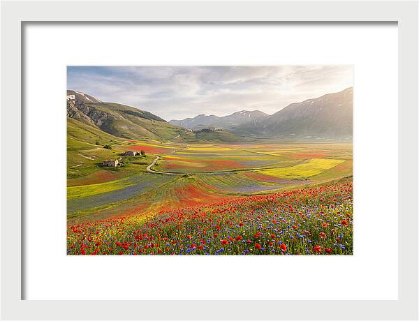 Umbrian Valley In Bloom