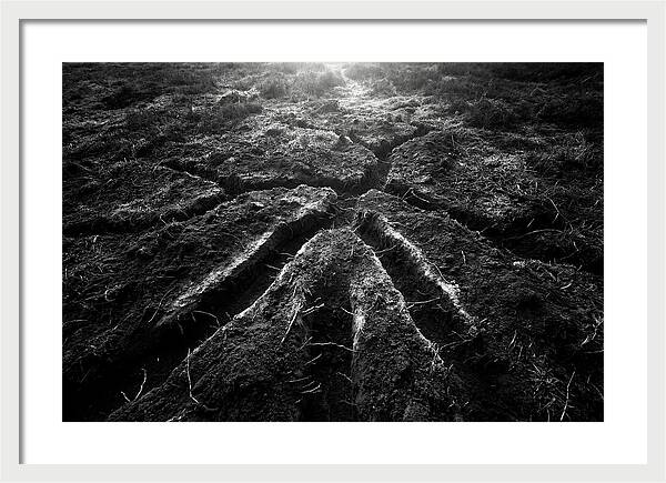 Underground Vole Tunnels
