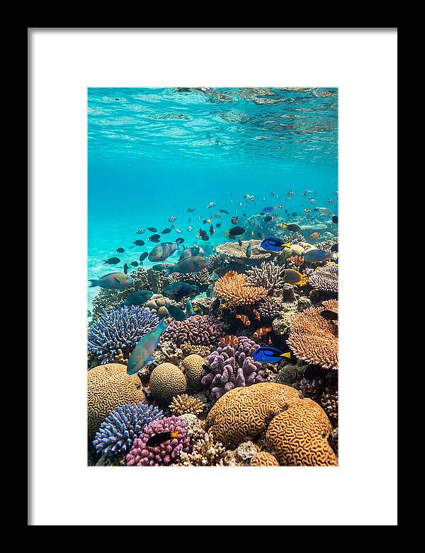 Underwater Harmony