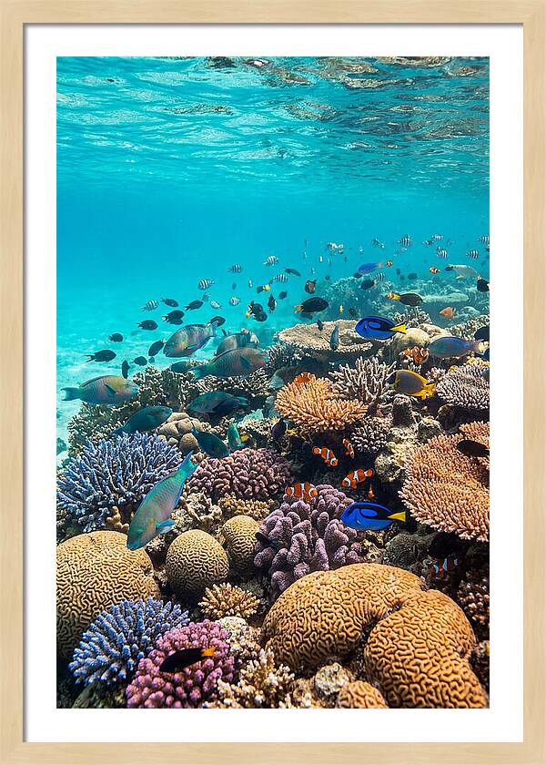 Underwater Harmony