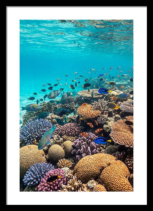 Underwater Harmony