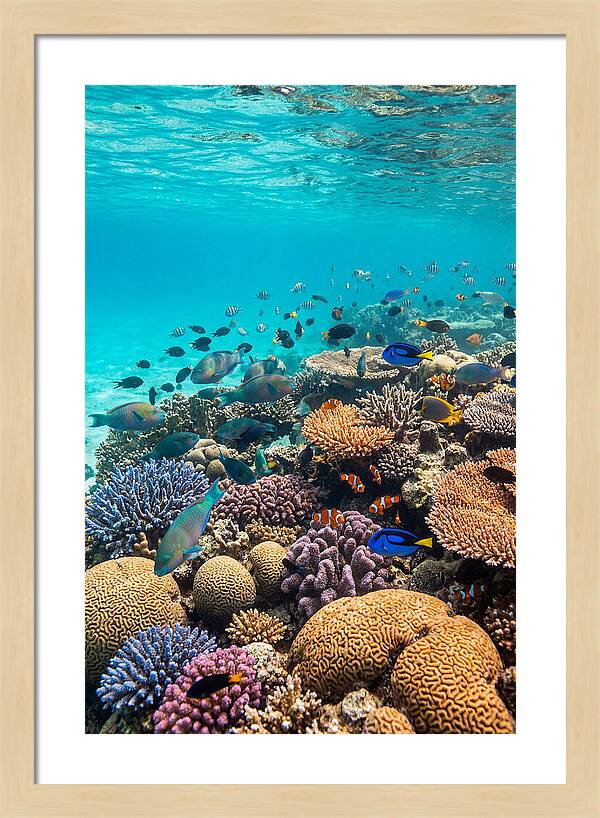 Underwater Harmony