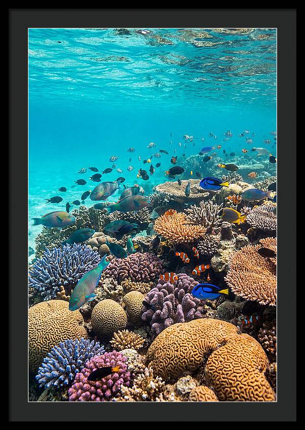 Underwater Harmony