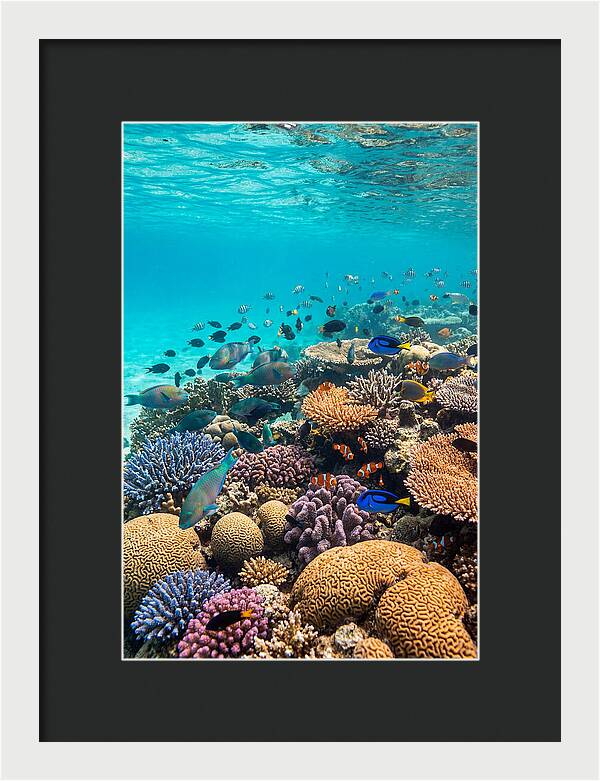 Underwater Harmony