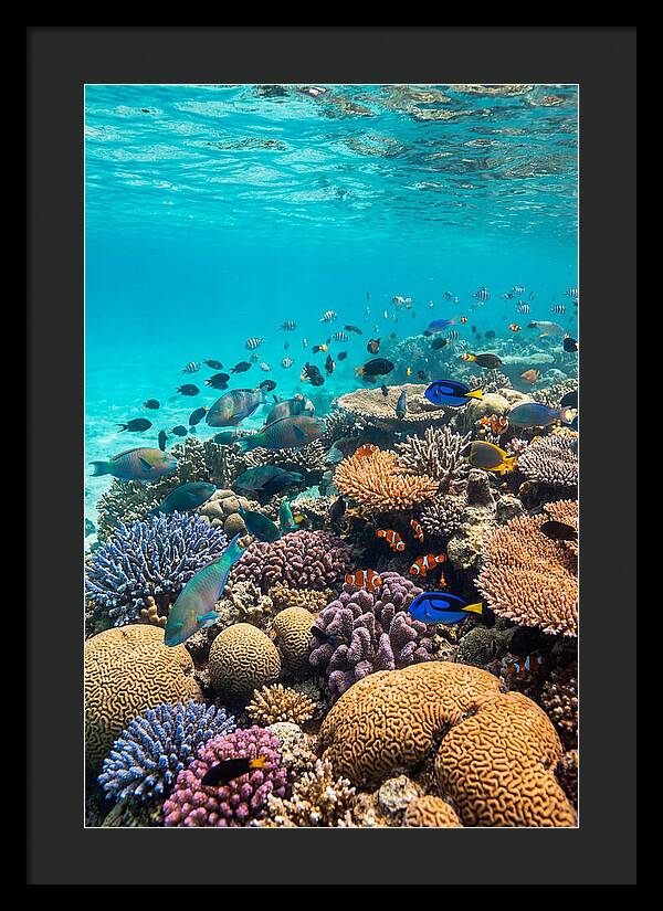 Underwater Harmony