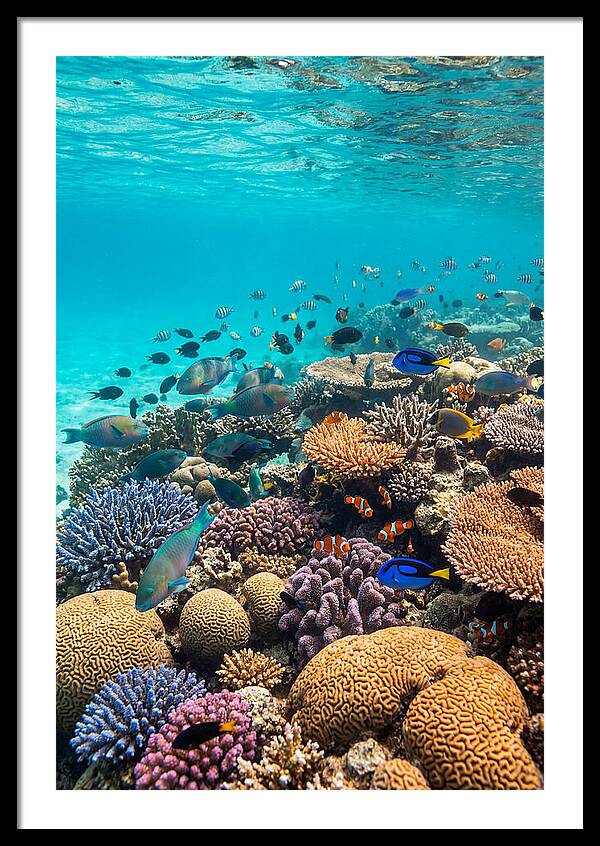 Underwater Harmony