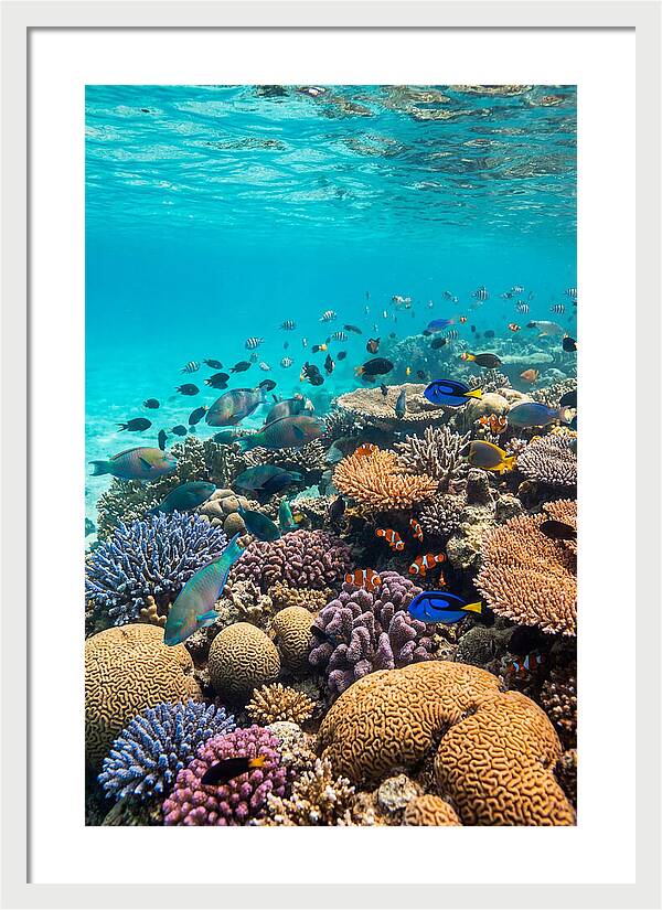 Underwater Harmony