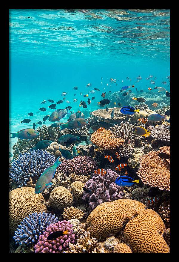 Underwater Harmony