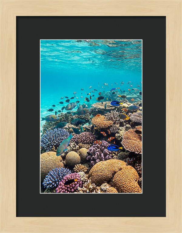 Underwater Harmony