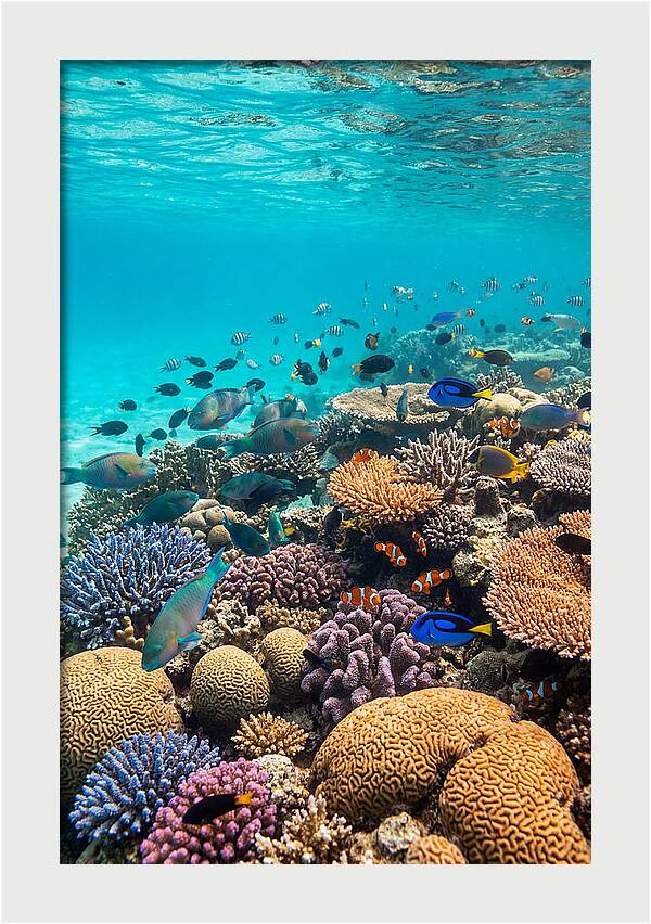 Underwater Harmony