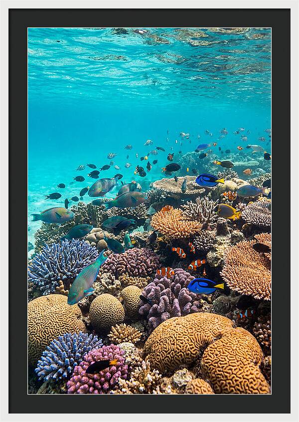 Underwater Harmony