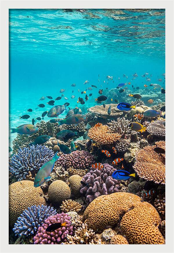 Underwater Harmony