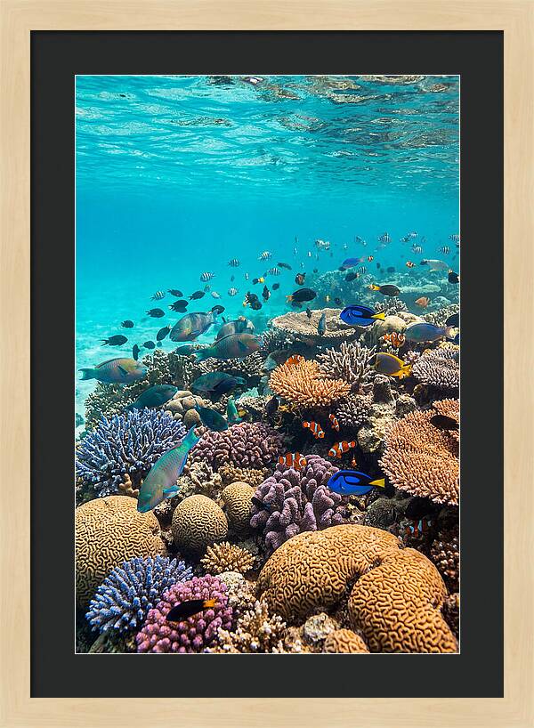 Underwater Harmony